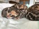 Bébés chatons Bengal contre bon soin
