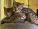 Bb hatons Bengal loof pour adoption 