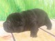 CHIOTS SHAR PEI LOF A DONNER 