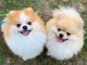 Chiots de race spitz Nain