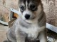 Mon champion husky contre bon soin