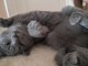 Chatons chartreux mâle et femelle