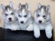 Magnifique Chiots Husky Sibérien disponible de suite 