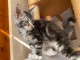 Jolis chatons Maine Coon