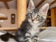 Jolis chatons Maine Coon