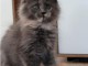 Adorables chatons maine coon