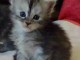 CHATONS MAINE COON MALE ET FEMELLE