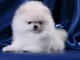 Disponible de suite magnifique chiots Spitz Nain Pomeranien 