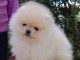 Disponible de suite magnifique chiots Spitz Nain Pomeranien 