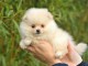 A donner Chiot spitz allemand femelle