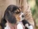 A donner Chiots Beagle