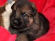 Chiots Berger allemand