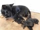 CHIOTS BERGER ALLEMAND