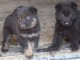 Chiots Berger allemand LOF AA DONNER 