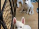 Disponible de suite magnifique chiots Husky Siberien 