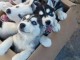 Disponible de suite magnifique chiots Husky Siberien 