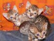 3 Chatons Bengal LOOF