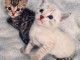 2 Chatons Bengal Disponible