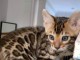 superbes chatons de race Bengal non LOOF