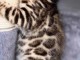 superbes chatons de race Bengal non LOOF