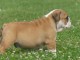 4 Chiots Bulldog Anglais POUR COMPAGNIE 