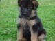 Mon adorable berger allemand