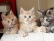 Donne Magnifiques Chatons Maine Coon