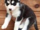 Disponible de suite magnifique chiots Husky Siberien 