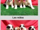 A donner Splendide chiots saint bernard