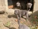 A donner Superbes chiots cane corso recherchent famille