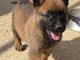 A donner Chiots berger belge malinois pour adoption