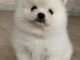 A donner Spitz pomeranien, chiots nain, vraiment mini