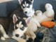 A donner Superbes chiots husky recherchent de nouvelles familles