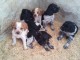 A donner 9 chiots epagneul breton pour adoption