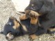 A donner Chiots Beauceron ou berger de beauce 