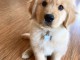 Golden retriever puppy ready for Adoption 