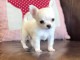 Disponible de suite magnifique chiots chihuahua