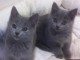 A donner chatons Chartreux