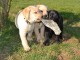 A donner chiots labrador 