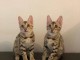 Disponible de suite magnifique chatons du bengale