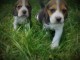 A donner CHIOTS BEAGLES 