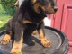 A donner chiots Beauceron 