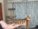 Chaton Bengal X réservé