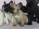 Chiots bouledogue français à vendre