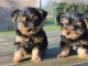 Petits chiots Yorkie Teacup à vendre