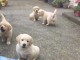 Chiots Golden Retriever