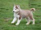 Magnifique chiots husky Sibérien a donner contre bon soin 