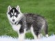 Magnifique chiots husky Sibérien a donner contre bon soin 