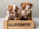 Adoption Chiots Bulldog Anglais LOF
