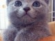 Chatons chartreux  à adopter 